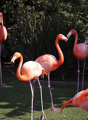 포토 JPG 해외이미지 동물 분홍색 곡선 조류 사람없음 컬러풀 플라밍고 목 강렬 해외202310 해외포토 선 컬러 신체부위 파일형식
