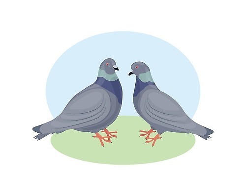 JPG 해외이미지 일러스트 사람없음 마주보기 귀여움 비둘기 해외202310 해외일러스트 컨셉 모션 조류 파일형식