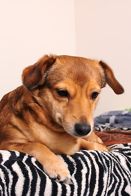 포토 JPG 해외이미지 쿠션 사람없음 반려동물 눕기 귀여움 이불 강아지 안락 해외202310 해외포토 동물 컨셉 침구 모션 개 파일형식