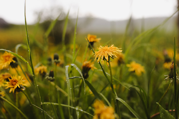 포토 JPG 해외이미지 식물 계절 공원 꽃 백그라운드 잎 꽃무늬 밭 농업 자연 벽지 풍경 잔디 사람없음 야외 초록색 여름 컬러풀 햇빛 태양 뷰티 노란색 환경 정원 맑음 봄 들꽃 성장 벚꽃 전원 시골 신선 개화 민들레 허브 솜털 내추럴 해외202310 해외포토 자연요소 공공시설 산업 컬러 무늬 날씨 전기에너지 생태계 파일형식