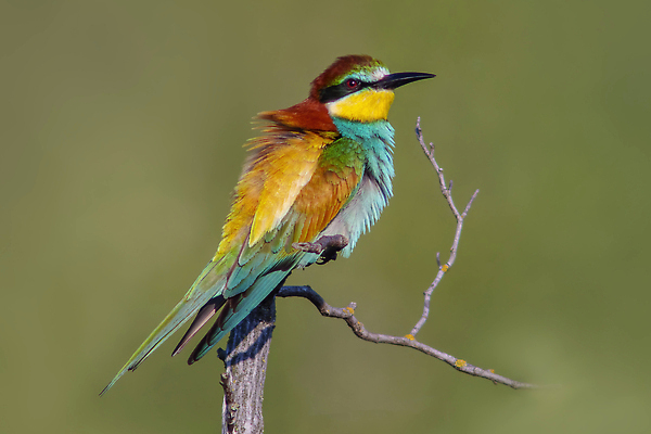 포토 JPG 해외이미지 동물 공원 유럽 야생동물 백그라운드 날개 노래 자연 조류 휴식 앉기 사람없음 야외 목재 컬러풀 뷰티 정원 황무지 벌 깃털 부리 내추럴 동물상 유라시아 해외202310 해외포토 나무 공공시설 나라 아시아 음악 컬러 곤충 컨셉 재료 모션 조형물 생태계 파일형식