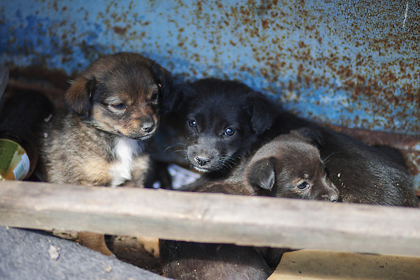 포토 JPG 해외이미지 동물 응시 얼굴 새끼 포유류 자연 거리 털 사람없음 야외 반려동물 검은색 우정 슬픔 흰색 기다림 구출 개 강아지 고독 작음 버리기 배고픔 송곳니 노숙자 우울증 입양 총구 해외202310 해외포토 시선 감정 컬러 모션 신체부위 친구 도움 치아 질병 크기 생태계 파일형식