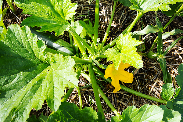 포토 JPG 해외이미지 식물 꽃 음식 줄기 잎 농업 채소 과일 자연 호박 건강 사람없음 초록색 여름 농작물 농장 노란색 정원 농사 수확 성장 시골 신선 유기농 원예 날것 밀짚 스쿼시 내추럴 밭일 숙성 주키니 주키니호박 채식주의자 세련 해외202310 해외포토 웰빙 계절 산업 스포츠 컬러 취미 구기 짚 생태계 채식 파일형식