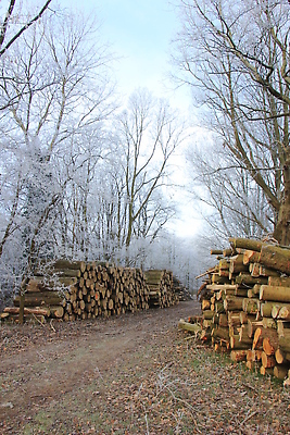 포토 JPG 해외이미지 겨울 사람없음 목재 초록색 울타리 쌓기 금속 냉동 얼음 에너지 추위 흰색 벽난로 서리 통나무 철사 덩어리 해외202310 해외포토 자연요소 나무 계절 컬러 재료 모션 재질 담장 파일형식