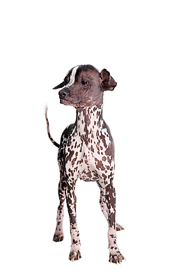 포토 JPG 해외이미지 한마리 사람없음 강아지 흰배경 점박이 해외202310 해외포토 1 백그라운드 반려동물 흰색 개 파일형식