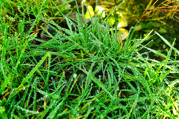 포토 JPG 해외이미지 식물 줄기 백그라운드 잎 밭 자연 아침 날씨 잔디 사람없음 초록색 물 여름 빛 노란색 일출 환경 정원 봄 젖음 성장 물방울 신선 액체 오염 떨어짐 이슬 빗방울 허브 순수 유기농 질감 보케 내추럴 생태학 카피스페이스 해외202310 해외포토 주간 자연요소 웰빙 계절 교육 컬러 컨셉 농업 노을 공백 비_날씨 생태계 파일형식