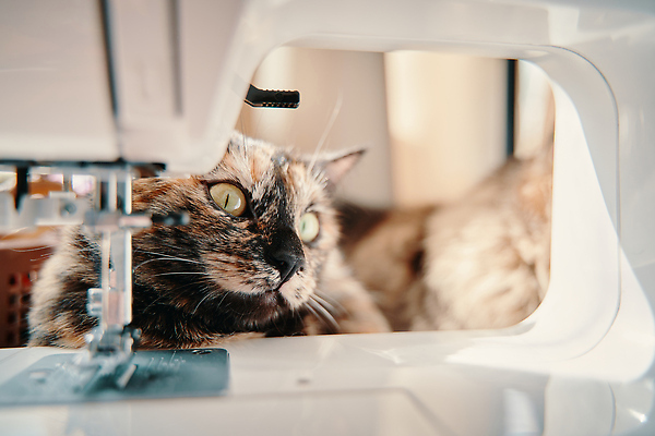 포토 JPG 해외이미지 동물 응시 얼굴 포즈 포유류 포옹 휴식 털 앉기 사람없음 반려동물 뷰티 귀여움 고양이 회색 표현 달콤 바느질 콧수염 호기심 귀 부드러움 솜털 수의사 양모 거짓말 주목 해외202310 해외포토 시선 감정 컬러 컨셉 안기 모션 수염 신체부위 의사 직물 감각 맛 파일형식