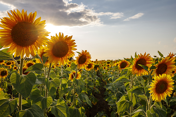 포토 JPG 해외이미지 식물 계절 꽃 컬러 백그라운드 잎 꽃무늬 밭 농업 자연 벽지 하늘 해바라기 씨앗 풍경 사람없음 야외 가로 여름 파란색 빛 컬러풀 햇빛 태양 뷰티 농장 노란색 환경 정원 맑음 활발 수확 성장 벚꽃 시골 신선 개화 닫기 배열 유기농 내추럴 해외202310 해외포토 자연요소 웰빙 산업 컨셉 무늬 모션 날씨 생태계 파일형식