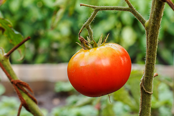 포토 JPG 해외이미지 식물 음식 잎 농업 토마토 채소 과일 자연 건강 사람없음 초록색 여름 농장 정원 성장 나뭇가지 신선 다발 유기농 날것 포도나무 내추럴 온실 채식주의자 해외202310 해외포토 나무 웰빙 계절 산업 컬러 과일나무 생태계 채식 파일형식