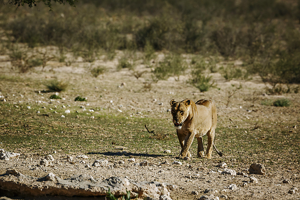 포토 JPG 해외이미지 동물 야생동물 포유류 아프리카 자연 국립공원 풍경 사람없음 야외 앞모습 가로 관광지 걷기 사막 황무지 보호 사자 사파리 나미비아 남아프리카 보츠와나 보호구역 암사자 칼라하리 건조기후 해외202310 해외포토 공원 나라 뷰포인트 여행 컨셉 모션 암컷 생태계 구역 파일형식