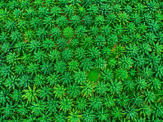 포토 JPG 해외이미지 나무 식물 계절 공원 산업 아시아 여행 백그라운드 잎 패턴 밭 농업 비즈니스 태국 자연 벽지 추상 손바닥 풍경 사람없음 야외 초록색 여름 농작물 햇빛 뷰티 농장 환경 정원 맑음 봄 성장 시골 신선 보호 정상 숲 질감 자원 내추럴 드론 조감도 세련 해외202310 해외포토 손 공공시설 나라 컬러 컨셉 무늬 날씨 태양 생태계 파일형식