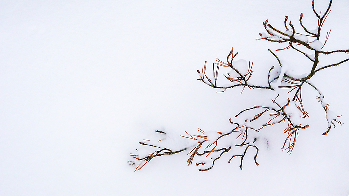 포토 JPG 해외이미지 나무 식물 계절 공원 실루엣 백그라운드 잎 크리스마스 겨울 패턴 자연 새해 미술 풍경 사람없음 야외 목재 뷰티 환경 검은색 추위 흰색 나뭇가지 신선 소나무 바늘 신용카드 숲 흰배경 서리 내추럴 눈내림 해외202310 해외포토 공공시설 기념일 컬러 무늬 재료 문화예술 눈_날씨 촬영기법 금융 도구 생태계 파일형식