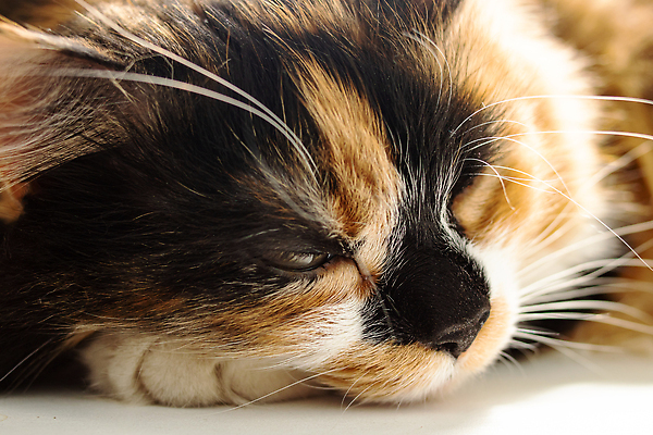 포토 JPG 해외이미지 사람없음 반려동물 눕기 귀여움 고양이 안락 해외202310 해외포토 동물 컨셉 포유류 모션 파일형식