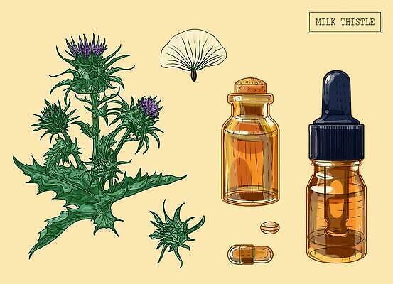 EPS 해외이미지 일러스트 사람없음 알약 약초 오일 허브 엉겅퀴 오일병 해외202310 해외일러스트 식물 꽃 음식 약 화장품 풀_식물 파일형식 벡터