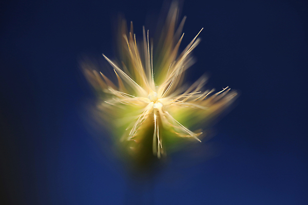 포토 JPG 해외이미지 식물 계절 꽃 음식 빵 백그라운드 잎 밭 농업 자연 추상 건조 건강 옥수수 씨앗 풍경 사람없음 야외 여름 농작물 햇빛 뷰티 농장 농경지 노란색 환경 수확 가을 시골 황금 상품 낟알 땅 시리얼 밀 유기농 보리 스파이크 내추럴 밭일 해외202310 해외포토 웰빙 산업 컬러 무늬 곡류 태양 생태계 파일형식