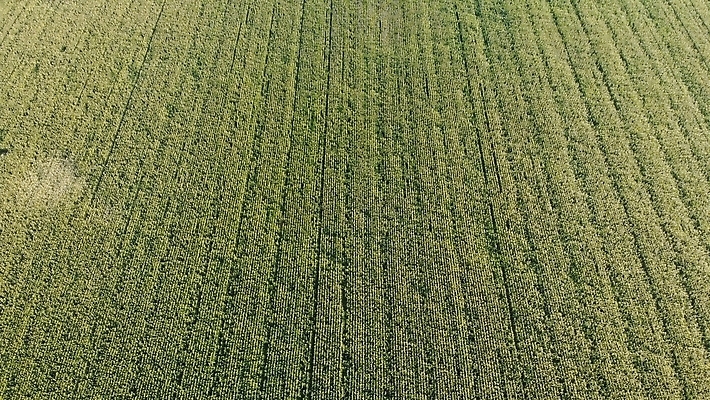 포토 JPG 해외이미지 식물 계절 꽃 유럽 산업 컬러 백그라운드 잎 패턴 밭 농업 채소 자연 안테나 옥수수 풍경 사람없음 야외 초록색 물 여름 농작물 뷰티 농장 농경지 봄 수확 성장 시골 신선 정상 낟알 땅 스위스 질감 내추럴 드론 밭일 줄서기 해외202310 해외포토 자연요소 나라 무늬 통신 모션 곡류 생태계 파일형식