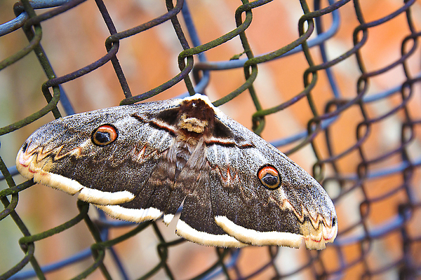 포토 JPG 해외이미지 식물 동물 디자인 계절 꽃 컬러 나비 곤충 백그라운드 꽃무늬 패턴 날개 오렌지 일러스트 자연 벽지 3 사람없음 장식 초록색 여름 파란색 빛 세트 컬러풀 뷰티 노란색 정원 봄 흰색 오픈 닫기 벌레 싱글 철새 내추럴 벡터 해외202310 해외포토 무늬 과일 모션 조류 생태계 파일형식