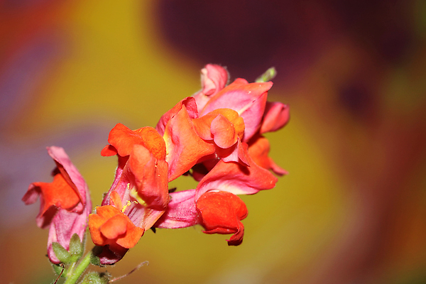 포토 JPG 해외이미지 식물 계절 꽃 줄기 컬러 잎 꽃무늬 자연 벽지 사람없음 야외 빨간색 여름 컬러풀 뷰티 환경 정원 활발 성장 벚꽃 신선 개화 즐거움 싱글 원예 향기 화단 부드러움 내추럴 강렬 생태학 영원 해외202310 해외포토 교육 감정 컨셉 무늬 취미 감각 생태계 냄새 파일형식