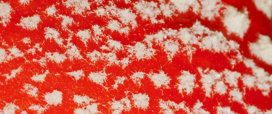 포토 JPG 해외이미지 디자인 배너 야생동물 벽 컬러 백그라운드 패턴 일러스트 자연 벽지 표면 날씨 추상 산 파노라마 국립공원 사람없음 그래픽 장식 가로 뷰티 환경 사진촬영 버섯 시골 판넬 거친 스페인 묘사 그림 생태계 질감 레이아웃 생물학 캔버스 서식지 비네팅 생태학 해외202310 해외일러스트 동물 공원 교육 유럽 무늬 촬영기법 촬영 파일형식