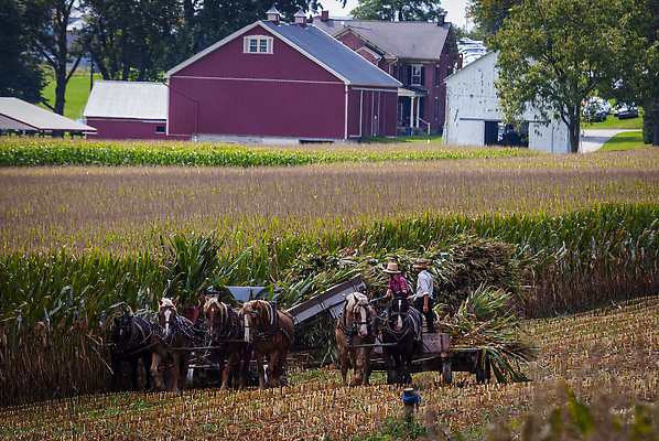 포토 JPG 해외이미지 식물 모자 전통 종교 밭 농업 자연 하늘 풍경 사람없음 야외 여름 농장 농경지 갈색 흙 수확 시골 업무 당기기 볏짚 농부 땅 밀짚모자 구식 밭일 윤리 쟁기 해외202310 해외포토 직업 모자_잡화 잡화 계절 산업 컬러 모션 작업 짚 생태계 파일형식