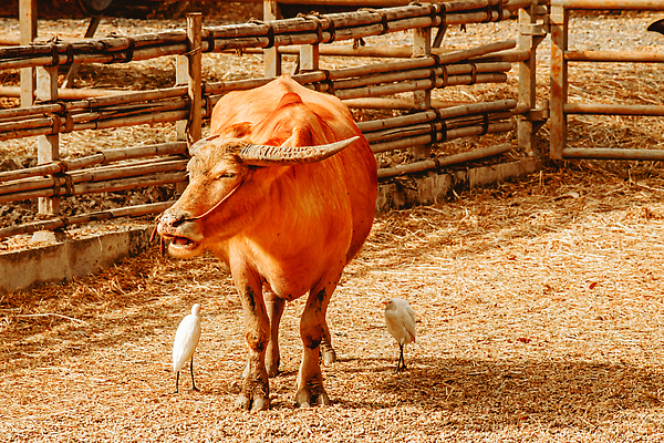 포토 JPG 해외이미지 동물 아시아 문화 야생동물 밭 농업 포유류 태국 자연 밥 뿔 동양인 풍경 사람없음 야외 물 농장 시골 소 농부 큼 내추럴 밭일 해외202310 해외포토 자연요소 직업 나라 산업 음식 인종 크기 생태계 파일형식