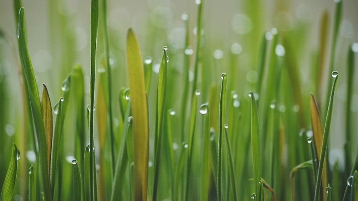 포토 JPG 해외이미지 식물 백그라운드 잎 패턴 밭 농업 자연 아침 잔디 사람없음 초록색 물 여름 빛 농작물 농장 새싹 환경 봄 젖음 수확 성장 시골 신선 떨어짐 이슬 시리얼 밀 빗방울 보케 땅바닥 밭일 호밀 세련 해외202310 해외포토 주간 자연요소 계절 산업 음식 컬러 컨셉 무늬 곡류 바닥 비_날씨 생태계 파일형식