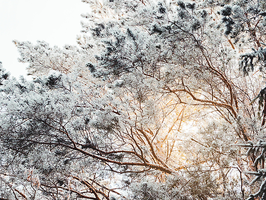 포토 JPG 해외이미지 계절 야생동물 백그라운드 겨울 자연 하늘 날씨 풍경 사람없음 야외 파란색 햇빛 시골 소나무 정상 숲 자작나무 폭설 해외202310 해외포토 나무 동물 컬러 눈_날씨 태양 자연재해 생태계 파일형식