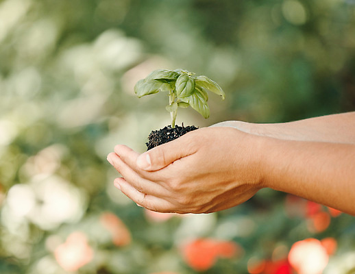 포토 JPG 해외이미지 손 들기 신체부위 새싹 자연보호 희망 흙 성장 보케 손모으기 해외202310 해외포토 식물 감정 모션 자연 사람 손짓 보호 파일형식