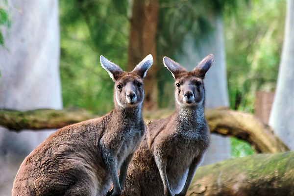 포토 JPG 해외이미지 동물 응시 공원 야생동물 섬 백그라운드 포유류 자연 엄마 동물원 풍경 사람없음 야외 빨간색 초록색 여름 일몰 회색 아기 닫기 달콤 호주 캥거루 동쪽 오지 해외202310 해외포토 시선 계절 공공시설 컬러 가족 모션 사람 노을 오세아니아 맛 방향 생태계 파일형식