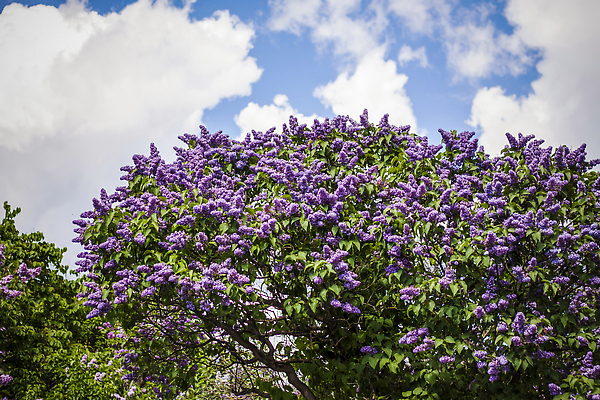 포토 JPG 해외이미지 나무 식물 계절 꽃 백그라운드 컨셉 잎 자연 벽지 추상 건강 풍경 사람없음 장식 초록색 여름 빛 태양 정원 보라색 청결 봄 신선 소나무 바늘 숲 묘사 에코 유기농 생태계 질감 보케 부드러움 라일락 내추럴 블러 가문비나무 그리너리 해외202310 해외포토 자연요소 웰빙 컬러 무늬 환경 도구 감각 위생 파일형식 트랜드컬러