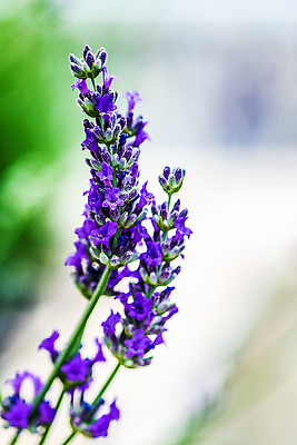 포토 JPG 해외이미지 식물 계절 공원 꽃잎 꽃 꽃무늬 밭 자연 그림자 사람없음 여름 파란색 태양 약 정원 맑음 보라색 벚꽃 개화 닫기 라벤더 내추럴 해외202310 해외포토 자연요소 공공시설 컬러 무늬 농업 의학 모션 날씨 허브 생태계 파일형식