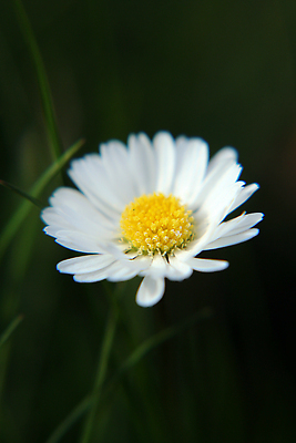 포토 JPG 해외이미지 식물 계절 꽃 백그라운드 잎 꽃무늬 밭 자연 잔디 사람없음 초록색 햇빛 뷰티 약 노란색 정원 맑음 봄 벚꽃 흰색 시골 신선 허브 데이지 녹색배경 내추럴 캐모마일 해외202310 해외포토 컬러 무늬 농업 의학 날씨 태양 생태계 파일형식