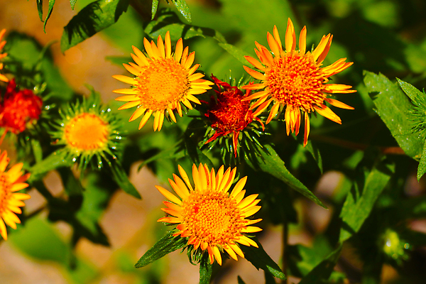 포토 JPG 해외이미지 식물 공원 꽃잎 꽃 컬러 여행 백그라운드 꽃무늬 밭 자연 벽지 산 풍경 사람없음 초록색 여름 파란색 빛 컬러풀 태양 뷰티 노란색 환경 정원 맑음 봄 하이킹 벚꽃 신선 개화 원예 내추럴 해외202310 해외포토 자연요소 계절 공공시설 무늬 농업 레저 날씨 취미 생태계 파일형식
