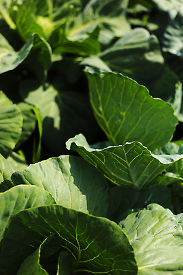 포토 JPG 해외이미지 식물 산업 음식 백그라운드 잎 밭 농업 다이어트 채소 재료 자연 건강 사람없음 야외 초록색 농작물 농장 머리 정원 봄 수확 성장 신선 싱글 유기농 원예 양배추 날것 먼지 건강식 내추럴 채소밭 밭일 채식주의자 세련 해외202310 해외포토 웰빙 계절 컬러 취미 신체부위 생태계 채식 파일형식