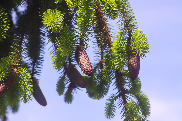 포토 JPG 해외이미지 나무 식물 디자인 계절 공원 컬러 백그라운드 잎 크리스마스 겨울 자연 사람없음 야외 목재 장식 초록색 여름 햇빛 태양 뷰티 환경 맑음 일몰 봄 흰색 나뭇가지 신선 소나무 바늘 닫기 숲 질감 상록수 침엽수 전나무 원뿔 내추럴 시베리아 가문비나무 해외202310 해외포토 자연요소 도형 공공시설 기념일 재료 모션 날씨 노을 도구 생태계 파일형식