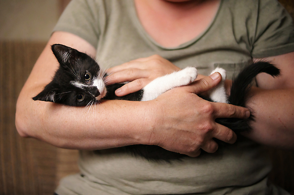 포토 JPG 해외이미지 동물 응시 야생동물 새끼 패턴 밭 포유류 자연 생물 털 동물원 앉기 사람없음 야외 뷰티 머리 환경 고양이 힘 줄무늬 관찰 점 황무지 위험 모피 사파리 손목시계 코 귀 사냥꾼 육식 솜털 주둥이 내추럴 동물상 사바나 웅장함 해외202310 해외포토 직업 시선 시계 컨셉 무늬 농업 장신구 모션 신체부위 반려동물 조형물 생태계 파일형식