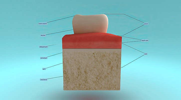 포토 JPG 해외이미지 음식 해부 왕관 생물 사람 사람없음 입 오르간 치아 생물학 송곳니 수유 잇몸 해외202310 해외포토 교육 신체 의학 신체부위 소화기관 건반악기 파일형식