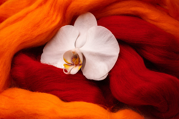 포토 JPG 해외이미지 디자인 컬러 백그라운드 패턴 오렌지 미술 사람없음 목재 장식 빨간색 컬러풀 노란색 흰색 양 바늘 바느질 천 질감 섬유 수공예 내추럴 양모 블러 펠트 핸드메이드 해외202310 해외포토 나무 무늬 과일 재료 포유류 문화예술 도구 직물 공예 파일형식 천_직물