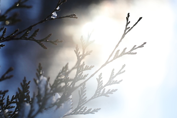 포토 JPG 해외이미지 나무 식물 디자인 계절 공원 실루엣 백그라운드 잎 크리스마스 겨울 패턴 자연 벽지 아침 날씨 추상 사람없음 야외 초록색 파란색 빛 햇빛 태양 뷰티 환경 맑음 냉동 봄 추위 나뭇가지 시골 신선 숲 질감 서리 장면 부드러움 마법 1월 내추럴 2월 눈내림 가문비나무 해외202310 해외포토 주간 자연요소 공공시설 기념일 컬러 무늬 눈_날씨 촬영기법 감각 날짜 생태계 파일형식