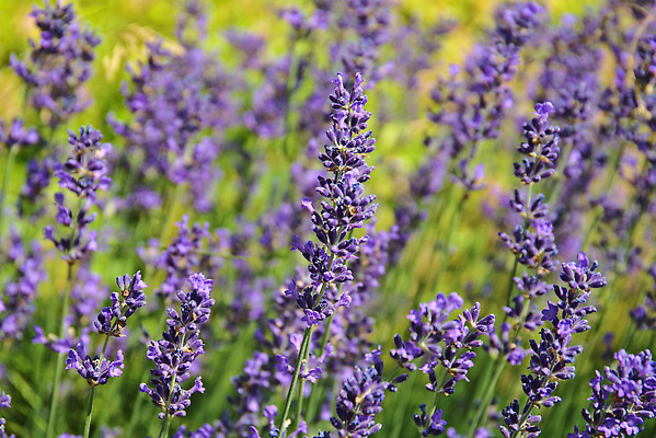 포토 JPG 해외이미지 꽃 백그라운드 사람없음 묘사 봉 해외202310 해외포토 식물 파일형식