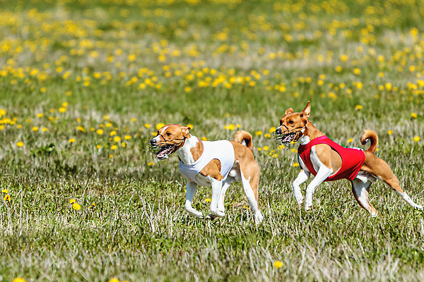 포토 JPG 해외이미지 동물 공원 행복 스포츠 셔츠 밭 포유류 모션 자연 놀이 건강 사람없음 야외 초록색 달리기 햇빛 뷰티 우주 정원 맑음 점프 검은색 경쟁 에너지 레이싱 잡기 개 유혹 강의 테리어 속도 호기심 사냥 사냥개 섬광 순간 순혈 해외202310 해외포토 공공시설 감정 컬러 컨셉 상의 농업 날씨 시합 태양 생태계 파일형식