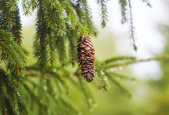 포토 JPG 해외이미지 나무 식물 계절 포스터 컬러 백그라운드 잎 자연 벽지 프레임 선물 풍경 사람없음 야외 초록색 물 여름 뷰티 환경 정원 놀람 봄 활발 젖음 성장 나뭇가지 소나무 바늘 화려 닫기 떨어짐 숲 빗방울 싱글 원예 상록수 침엽수 전나무 내추럴 가문비나무 디테일 국경 해외202310 해외포토 자연요소 감정 컨셉 모션 표정 취미 도구 비_날씨 생태계 파일형식