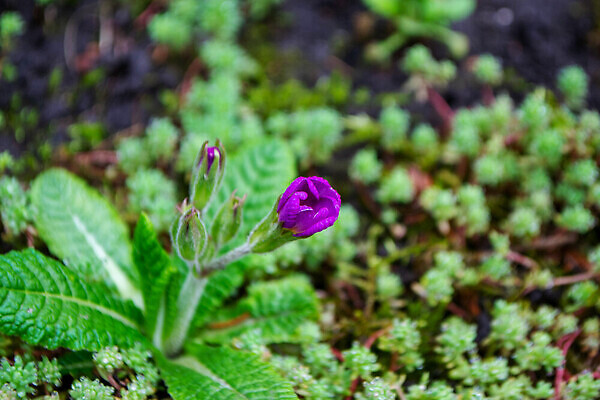 포토 JPG 해외이미지 영어 꽃 밭 뿔 사람없음 보라색 들꽃 개화 제비꽃 비올라 삼색 아욱 제라늄 프리뮬러 피튜니아 해외202310 해외포토 식물 문자 컬러 농업 파일형식 찰현악기