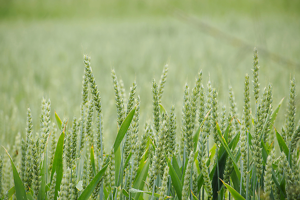 포토 JPG 해외이미지 식물 계절 음식 밭 농업 자연 씨앗 풍경 사람없음 초록색 여름 농작물 농장 수확 성장 시골 농부 낟알 시리얼 밀 귀 밭일 호밀 세련 해외202310 해외포토 직업 산업 컬러 곡류 신체부위 생태계 파일형식