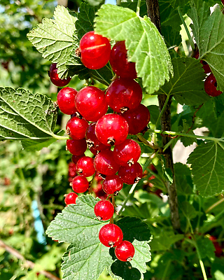 포토 JPG 해외이미지 식물 계절 열매 음식 백그라운드 잎 농업 다이어트 과일 자연 디저트 건강 사람없음 빨간색 초록색 여름 농장 정원 수확 성장 나뭇가지 신선 그룹 달콤 맛 다발 상쾌 유기농 원예 날것 비타민 내추럴 건포도 밭일 숙성 해외202310 해외포토 나무 웰빙 감정 산업 컬러 컨셉 포도 취미 생태계 건과일 영양소 파일형식