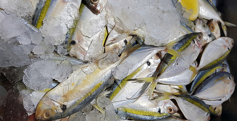 포토 JPG 해외이미지 음식 조각 백그라운드 토마토 자연 건강 어류 요리 사람없음 쌓기 얼음 식사 죽음 신선 양념 플랫 정상 레몬 해산물 메뉴 꼬리 날것 지느러미 단백질 생식 맛있는 해외202310 해외포토 자연요소 채소 과일 모션 수중동물 생태계 영양소 파일형식