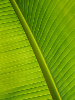 포토 JPG 해외이미지 식물 선 백그라운드 잎 자연 추상 사람없음 초록색 빛 닫기 질감 정맥 대각선 줄서기 반복 해외202310 해외포토 컬러 무늬 모션 생태계 혈관 파일형식