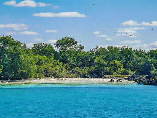 포토 JPG 해외이미지 나무 식물 모래 바다 섬 여행 자연 하늘 휴가 휴식 멕시코 손바닥 풍경 사람없음 초록색 물 여름 파란색 야자수 태양 뷰티 맑음 미국 놀람 흰색 숲 크리스탈 코코넛 유카탄 이국적 터키석 파라다이스 해외202310 해외포토 자연요소 손 계절 감정 컬러 컨셉 북아메리카 과일 날씨 표정 광석 보석 생태계 파일형식