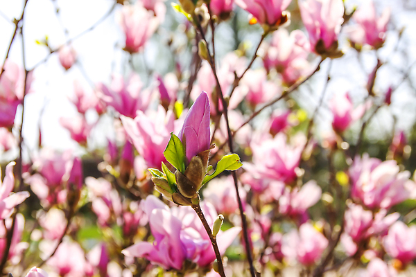 포토 JPG 해외이미지 나무 식물 공원 꽃잎 꽃 분홍색 컬러 백그라운드 잎 꽃무늬 패턴 자연 풍경 사람없음 빨간색 초록색 여름 컬러풀 뷰티 정원 보라색 봄 활발 벚꽃 흰색 나뭇가지 신선 개화 그룹 숲 진달래 원예 질감 상록수 내추럴 생태학 영원 해외202310 해외포토 계절 공공시설 교육 컨셉 무늬 취미 생태계 파일형식
