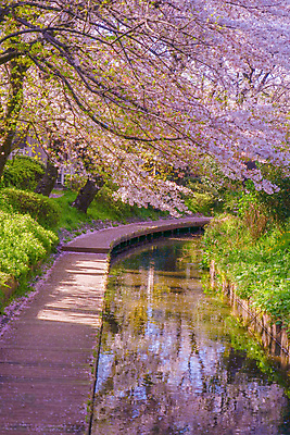 포토 JPG 해외이미지 길 사람없음 강 햇빛 봄 벚꽃 벚나무 풀숲 카와사키 해외202310 해외포토 나무 계절 꽃 태양 숲 카나가와 파일형식
